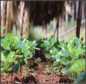 ETIOPIA Yirgacheffe Idido Anaerobic Natural Gr. 1 - Img 3
