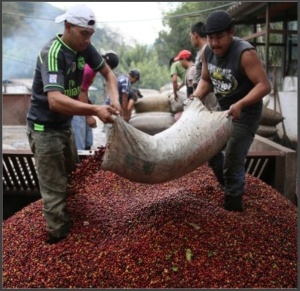 GUATEMALA Alotenango Natural - Img 3