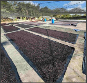 GUATEMALA Finca Santa Rita - Img 2