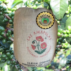 GUATEMALA Huehuetenango Las Amapolas
