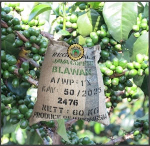 INDONESIA Java Blawan Estate