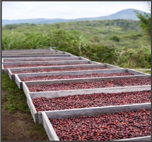 INDONEZIA Sumatra Asman Gayo - Img 4