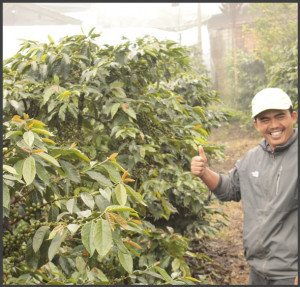 INDONEZIA Sumatra Kerinci Barokah Honey - Img 5