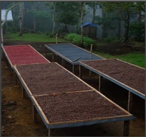 PANAMA Chiriquí Finca Mi Finquita Washed - Img 4
