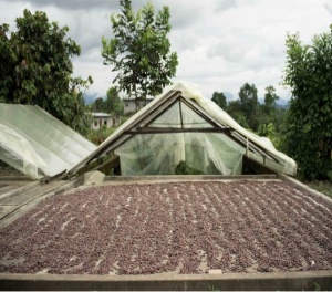 ROASTED COCOA BEANS - ECUADOR Hacienda Limón - Img 2