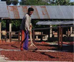 ROASTED COCOA BEANS - INDONESIA Ghaura Estate - Img 3