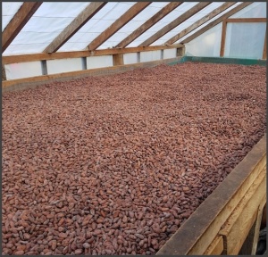 ROASTED COCOA BEANS - Solomon Island Guadalcanal - Img 4
