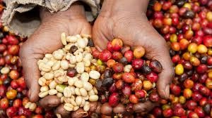 RWANDA Ngoma Natural - Img 3