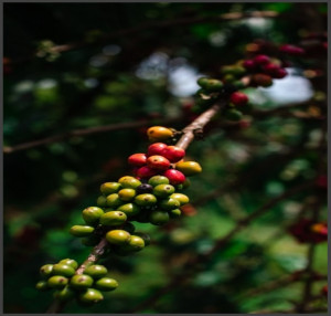 UGANDA Robusta Specialty - Img 5