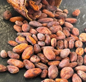 UNROASTED COCOA BEANS  - THAILAND Chanthaburi Chaisutti Farm