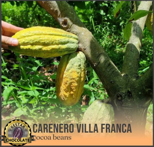 UNROASTED COCOA BEANS - VENEZUELA Barlovento Villa Franca