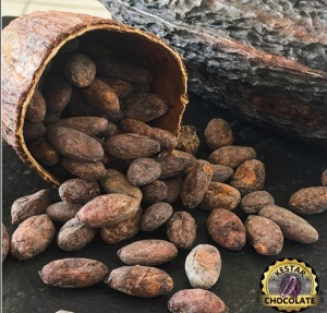 UNROASTED COCOA BEANS - VENEZUELA Sur Del Lago Tucani