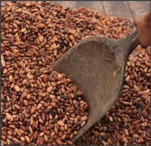 Artisanal Chocolate Bean to Bar -  GRENADA Mount Horn - BRONZE WINNER 2025@Chocawards - Img 2