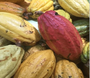Artisanal Chocolate Bean to Bar - HAITI Pisa - Img 3