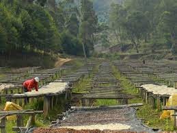 BURUNDI Gahahe Kayanza Washed - Img 3