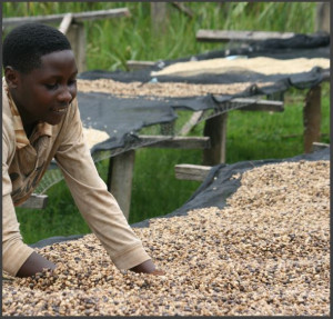 BURUNDI Kibingo Oro Washed Yeast - Img 3