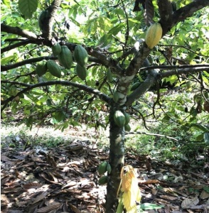CACAO Boabe Crude - THAILAND Chanthaburi Chaisutti Farm - Img 3