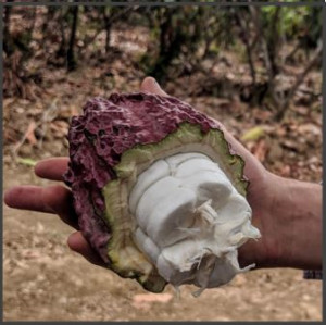 boabe de cacao 