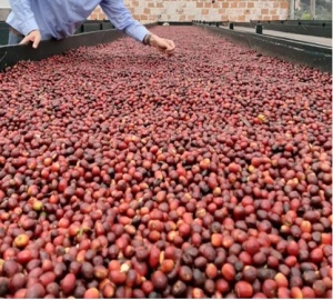 COLOMBIA Supremo Manizales