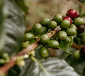 COLUMBIA Finca La Luisa Coco-Limón - Img 3