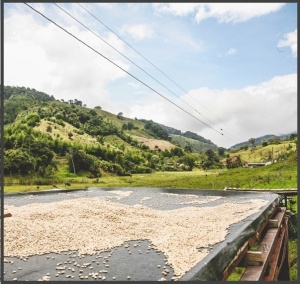 COLUMBIA Huila Finca El Rosal Washed - Img 3