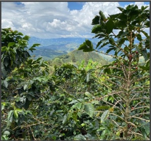 COLUMBIA Huila Finca Las Palmas Pineapple Co-fermented Washed - Img 3