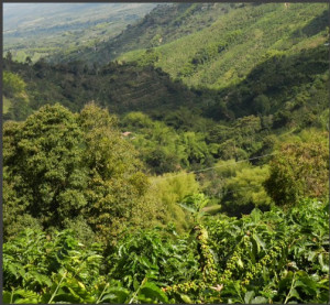 DECAF COLUMBIA Huila Sugarcane - Img 2
