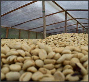 DECAF COLUMBIA Huila Sugarcane - Img 3