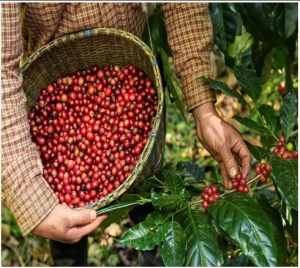 ECUADOR Finca La Josefina Sidra - Img 2
