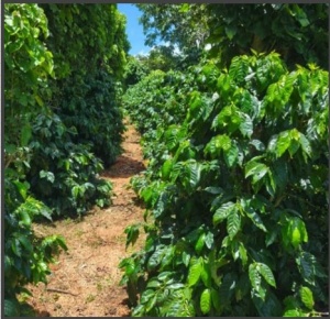 EL SALVADOR Finca Los Angeles - Img 2