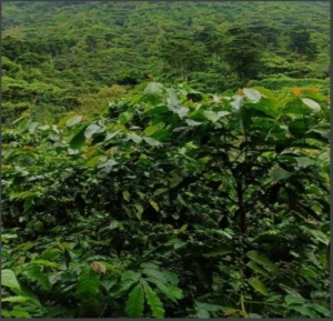 EL SALVADOR Finca Los Naranjos - Img 3