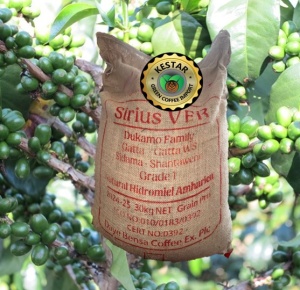 ETHIOPIA Sidamo Shantawene - Honey Wine Fermentation