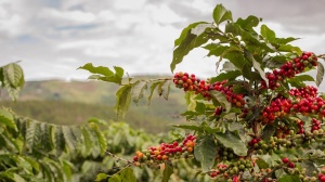 ETIOPIA Sidamo Ato Tona - Img 3