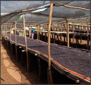 ETIOPIA Sidamo Bench Maji Geisha Kermacha - Img 2