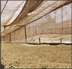 ETIOPIA Sidamo Bombe