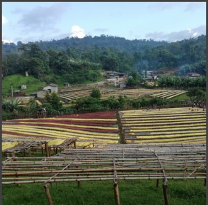 ETIOPIA Yirgacheffe Aricha Washed Gr.2 - Img 3