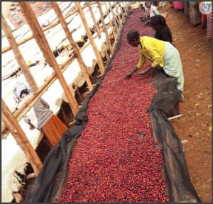 ETIOPIA Yirgacheffe Banko Gotiti Natural Gr.1