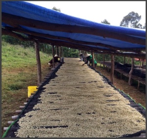 ETIOPIA Yirgacheffe Sigiga Organic - Img 3