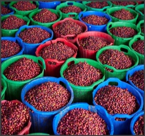 INDONEZIA Sumatra Asman Gayo - Img 3