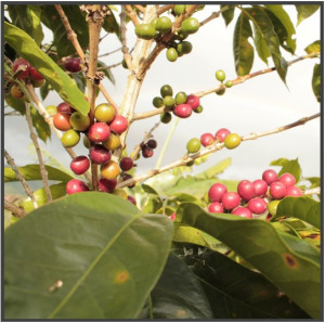 INDONEZIA Sumatra Mandheling Triple Pick Grade 1 - Img 4