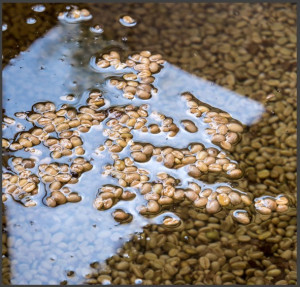 KENIA Nyeri Ichuga AB - Img 6