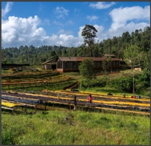 KENYA Nyeri Njuriga Anaerobic Natural 300H+ - Img 2