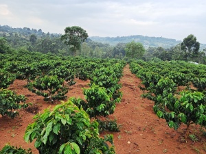 KENYA Nyeri Ruka Chui - Img 3