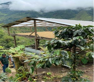 PERU Cajamarca Finca Gramalotal Gesha - Img 2