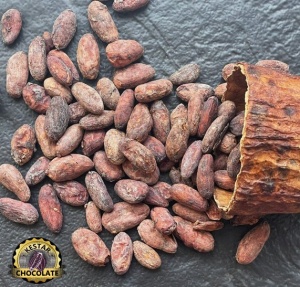 RAW COCOA BEANS - COLOMBIA ZOCAY META