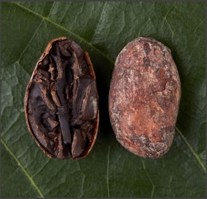 RAW COCOA BEANS - UGANDA Rwenzori