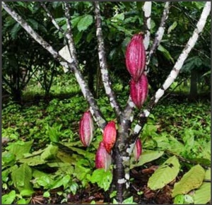 RAW COCOA BEANS - VENEZUELA Amazonas Rimoaje - Specialty - Img 2