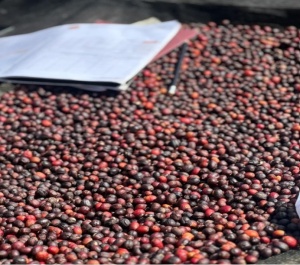 RWANDA Nyaruguru Fugi - Banana Beer Ferment - Img 3
