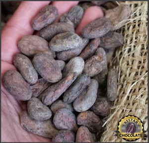 UNROASTED COCOA BEANS -VENEZUELA Puerto Cambello Patanemo