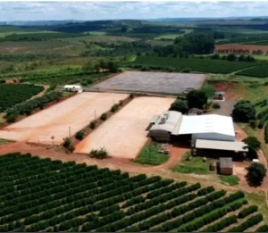 BRAZILIA Fazenda Quilombo Aroeira Yellow Bourbon Pulped Natural